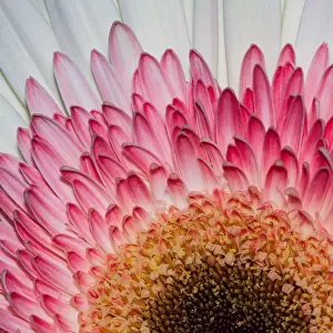 Extreme close-up of a white and pink Gerbera Daisy