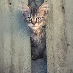 Feral kitten hiding between broken fence posts at dusk