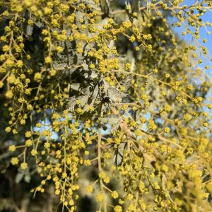 Golden Wattle Acacia growing in Australian bushland