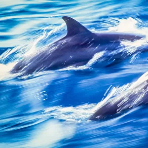 Great Barrier Dolphins
