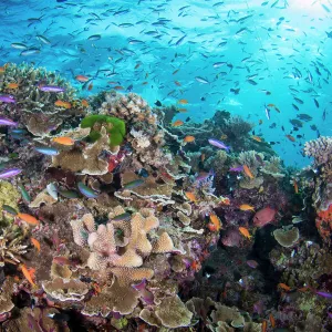 Australia Heritage Sites Photo Mug Collection: Great Barrier Reef