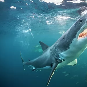 Great white shark with open jaws