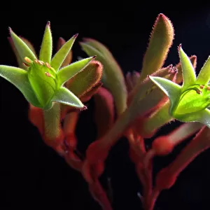 Green kangaroo paw flowers