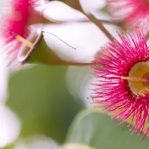 Gum Blossom