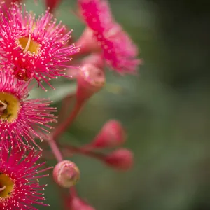 Gum Blossoms