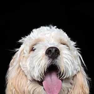 Headshot of Cavalier King Charles Spaniel / Poodle mix puppy looking at the camera sitting