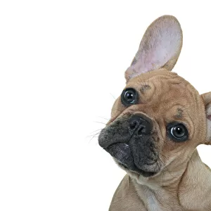 Headshot of a French Bulldog Puppy with its head tilted looking at the camera on a white
