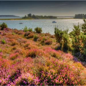 Dorset Collection: Arne
