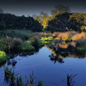 Hidden Grove pond, Victoria, Australia