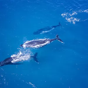 Humpback whales swimming in Blue water