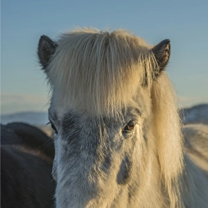 Icelandic horse at Hvanneyri, Iceland