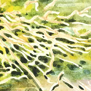 Detail of Illustration of Dusky Moorhen Nest Watercolour Painting