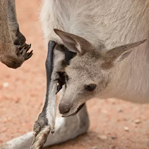 Kangaroo Joey