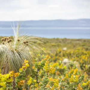 Kingia australis