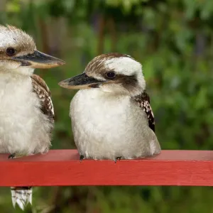 Kookaburra Couple