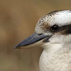 Kookaburra (Dacelo gigas), Australia