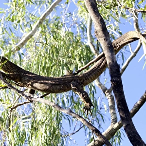Large lizard in a gumtree
