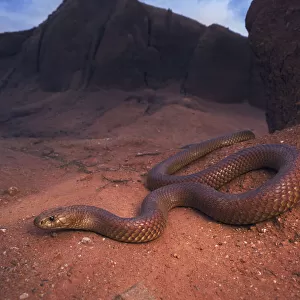 Large, wild king brown / mulga snake (Pseudechis australis) from south central New South Wales, Australia