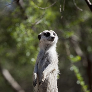 Australian Animals Greetings Card Collection: Meerkats