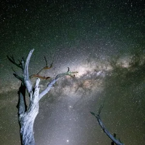 Milky Way Galaxy with trees in foreground