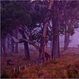 Mist at Dawn near Sheffield, central Tasmania