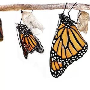Monarch butterfly metamorphosis