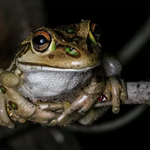 Motorbike Frog (Litoria moorei)