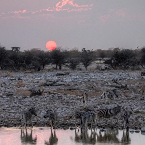 Namibian safari waterhole zebras and sunset