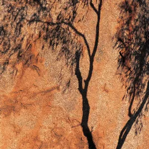 Ombra dell'Eucalipto, Devil's Marbles, Territorio del Nord, Australia. Ombra dell'Eucalipto, Devil's Marbles, Territorio del Nord, Australia.
