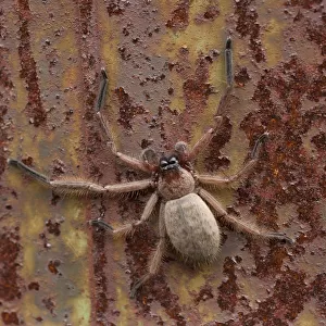 An orb spider on a rusty surface