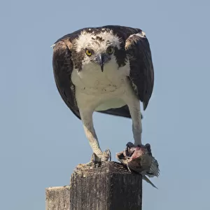 Osprey (Pandion haliaetus) eating fish prey on a wooden post