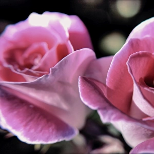 A Pair of Pink Roses