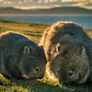 Maria Island Baby Wombat Print Maria Island Baby Wombat Print
