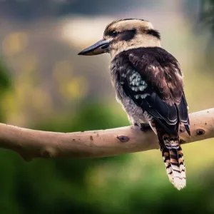 Kookaburra Print Kookaburra Print