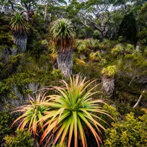 Pandani Grove Print, Mt Rufus Track, Lake St Clair National Park Pandani Grove Print, Mt Rufus Track, Lake St Clair National Park