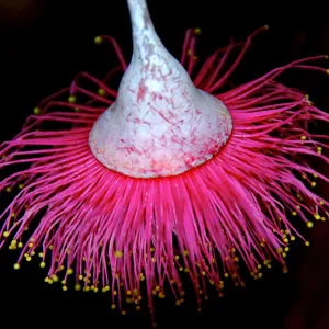 Pink gumnut growing on an Australian gum tree