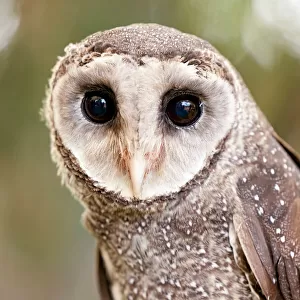 Owls Metal Print Collection: Australian Masked Owl