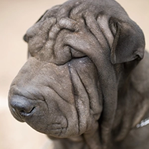 Portrait of a Shar-Pei dog, close-up