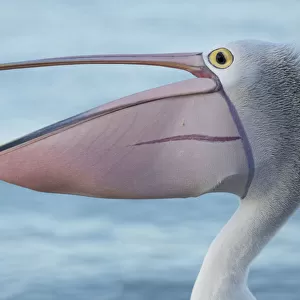 Side profile of an Australian pelican appearing to laugh