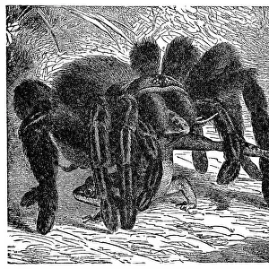 Queensland Whistling Tarantula Spider (Selenocosmia Crassipes) Attacking a Frog - 19th Century