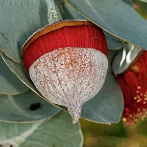 Red and Yellow Eucalyptus Gum Blossom
