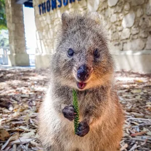 Mammals Collection: Wallaby