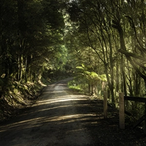 Rural road in forest