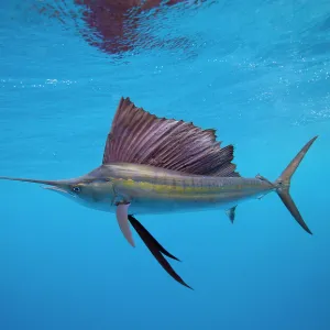 S Framed Print Collection: Sailfish