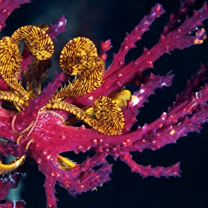 Sea lily - Crinoid