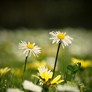 Two small white lawn daisies
