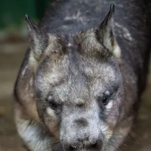 Southern hairy-nosed wombat