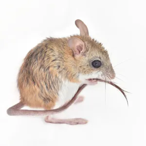 Muridae Collection: Spinifex Hopping Mouse