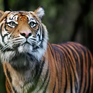Mammals Collection: Sumatran Tiger