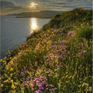 Summer blooms on the coastline at Kimmeridge bay, Dorset, England, United Kingdom